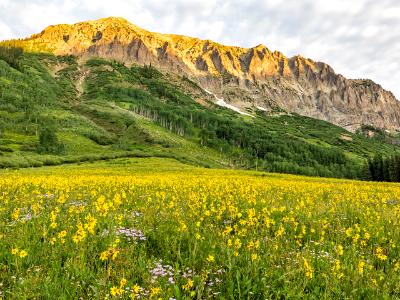 Gothic Mountain Morning Sunflowers Gothic Mountain Morning Sunflowers