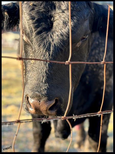 You Lookin' at Me?