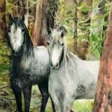 Horses