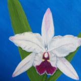 Cattleya Orchild