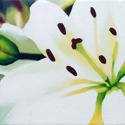 White Lilly White Lilly