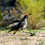 Gambel's Quail