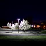 untitled (canon r50 ttartisan 50mm f/1.2)