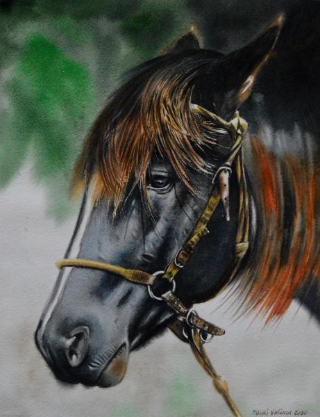 The beauty of the Colombian Criollo Horse, 38cm x 56cm, 2020