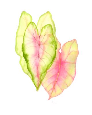 Triple Caladium