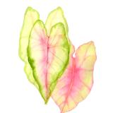 Triple Caladium