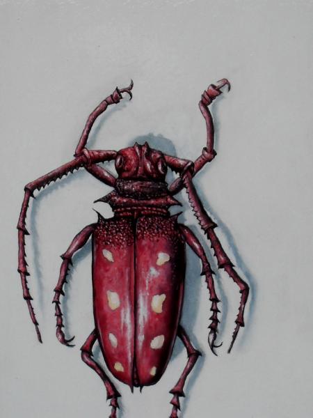 red beetle