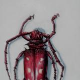 red beetle