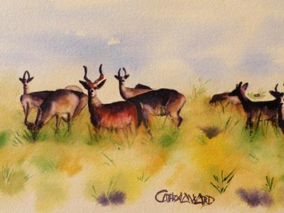 Grazing Antelope (watercolor)
