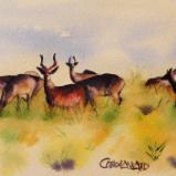 Grazing Antelope (watercolor)