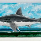 SHARK OVER CAPITOLA