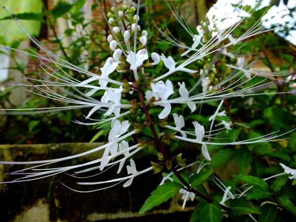 white flower