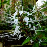 white flower