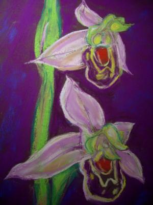 Orchid #2