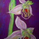 Orchid #2