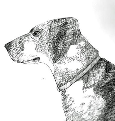 Dog Study Dog Study