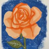 Orange Rose on Blue