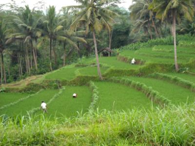 terraced fields