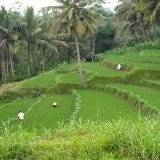 terraced fields