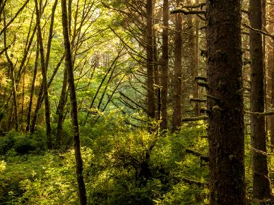 Backlit Sitka Spruce Forest on Fern Canyon Trail Backlit Sitka Spruce Forest on Fern Canyon Trail