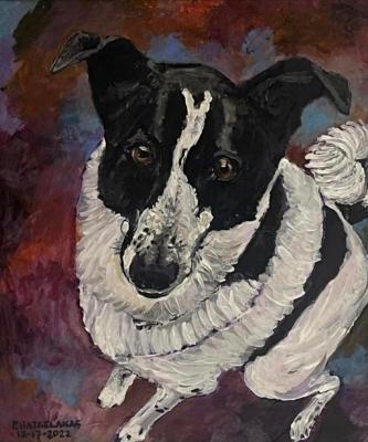 collie2