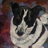 collie2