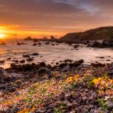 Golden Light on Flowery Rocks