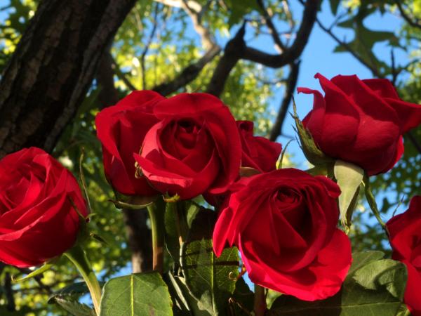 Bouquet of Red Roses