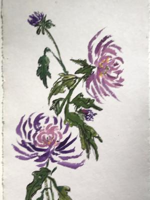 Purple Mums 28x20 (available) Purple Mums 28x20 (available)