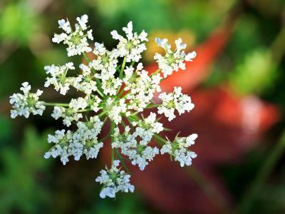 Queen Anne's Lace Queen Anne's Lace