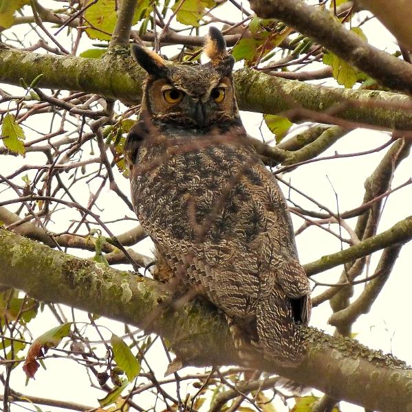 Great Horned Owl