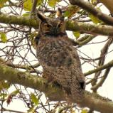 Great Horned Owl