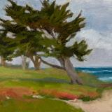 Pacific Grove Cypress