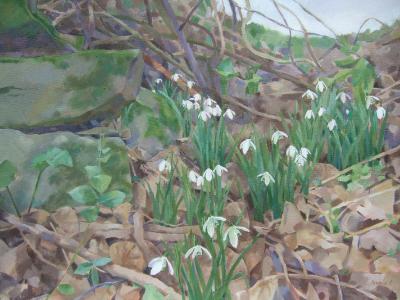 snowdrops