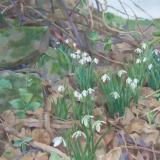 snowdrops