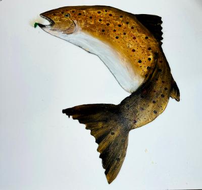 Brown Trout Brown Trout