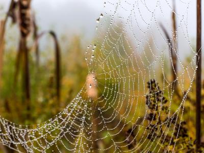 Misty Morning Spider Web Misty Morning Spider Web