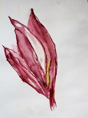 Lily Lily