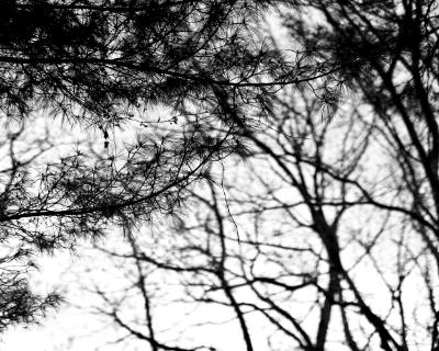 untitled  (ttartisan f/1.4 50mm)