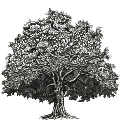 Commissioned Oak Tree Illustration Commissioned Oak Tree Illustration
