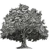Commissioned Oak Tree Illustration