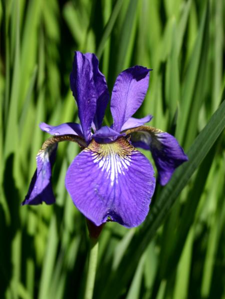 Iris in Bloom