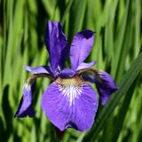 Iris in Bloom