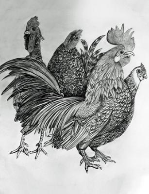 Rooting for the Roosters Rooting for the Roosters