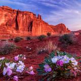 Tower of Babel Primrose Dawn