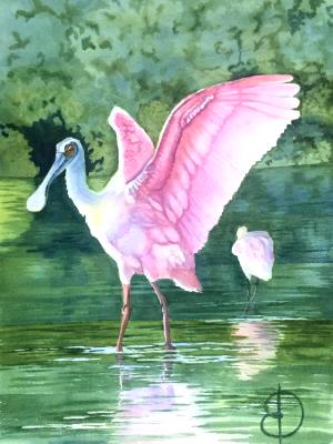 Roseate Spoonbill