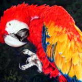 MARILYN GRAME ART MARILYN GRAME ART