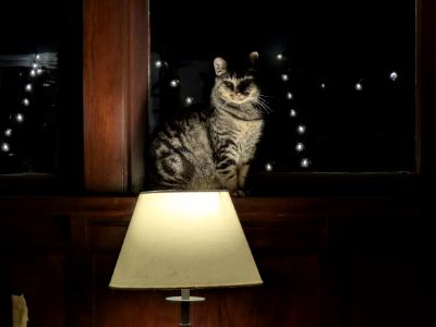 Uplit Cat Uplit Cat