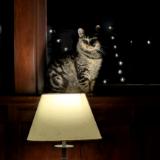 Uplit Cat