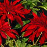 Poinsettas